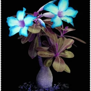 Graines fraîches (2 pièces) d'Adenium obesum (rose du désert) bleu et blanc : graines uniquement