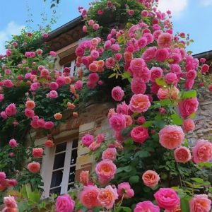 Lot de 1000 graines de rose grimpante de vigne, graines de rose grimpante pour la plantation