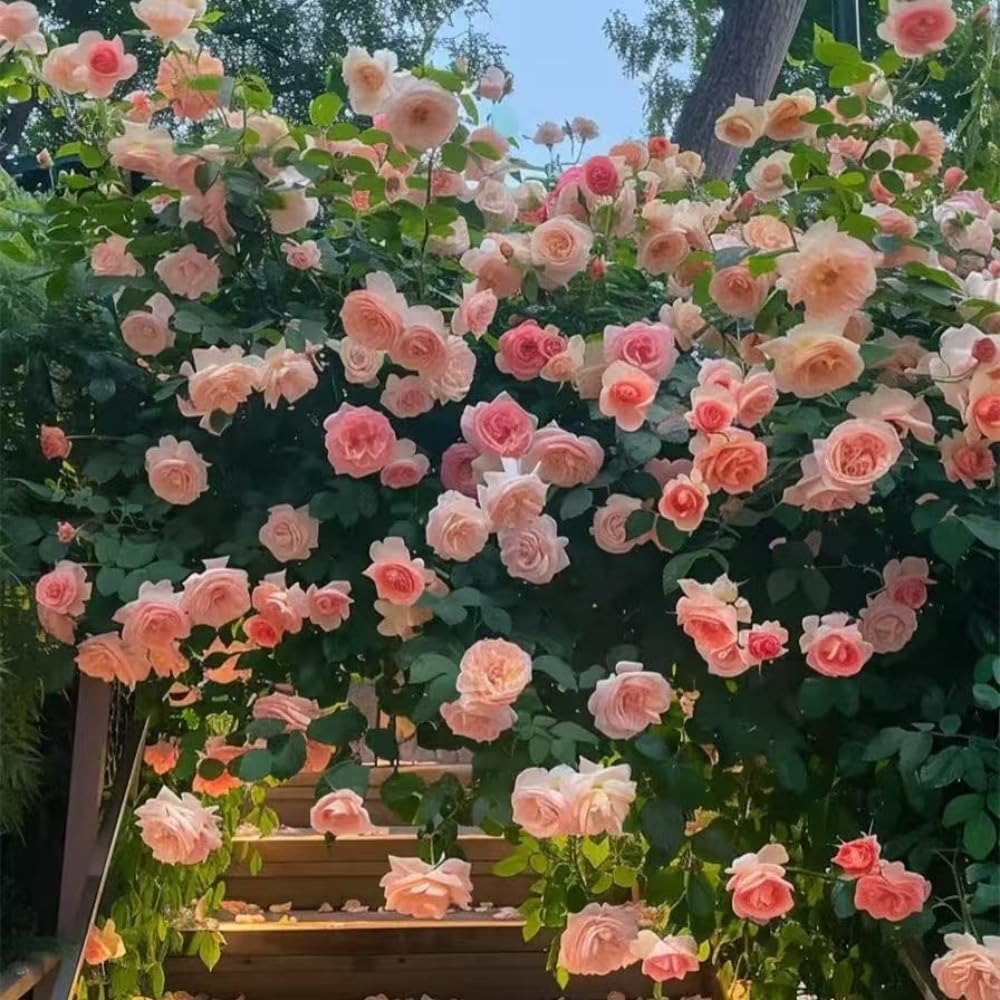 Lot de 1000 graines de rose grimpante de vigne – Image 8