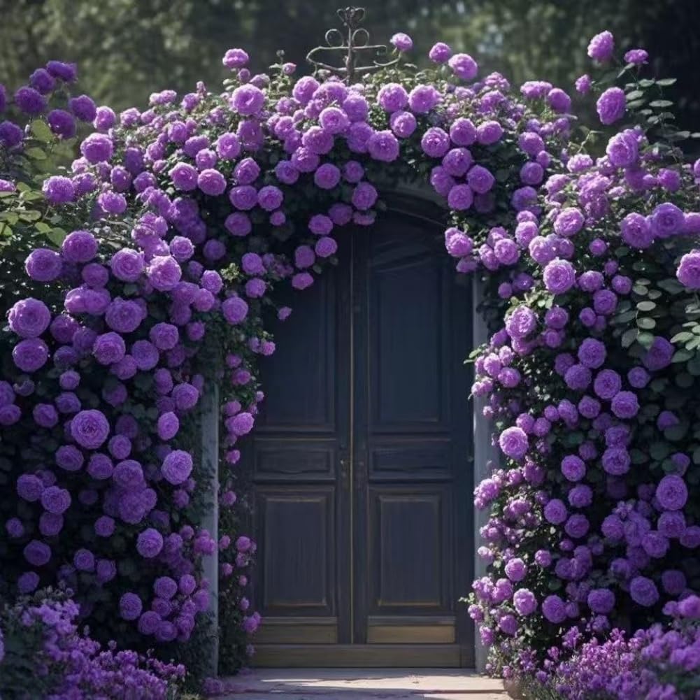 Lot de 1000 graines de rose grimpante de vigne