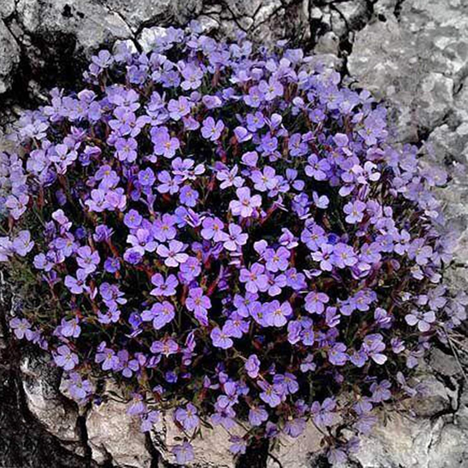 500 Pièces Graines De Cresson De Roche Vivace Couvre-sol Tapis Graines De Fleurs Graines De Plantes à Feuilles Persistantes Pour Jardin Pelouse Parc Décor Bleu – Image 5