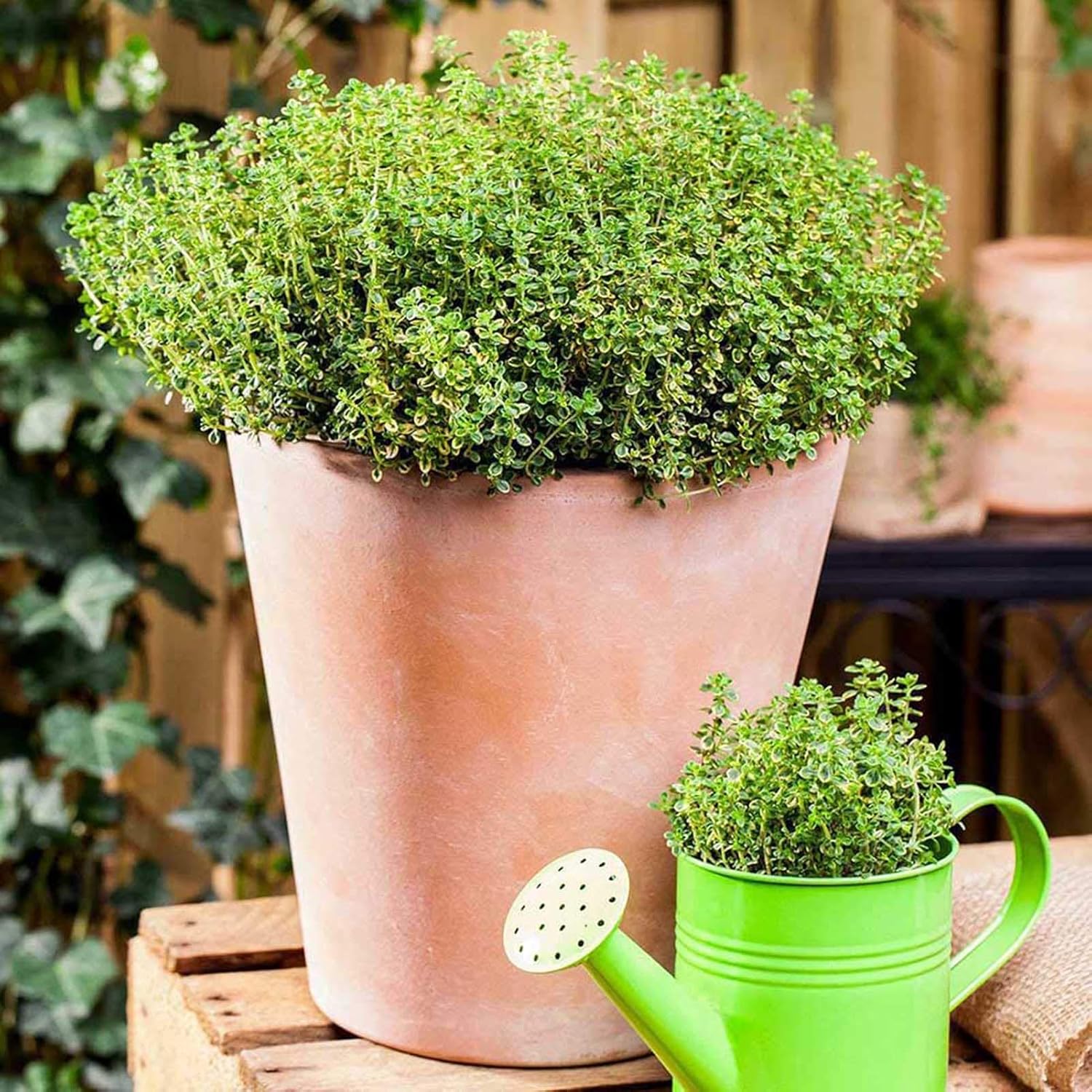 500 Pièces Graines De Cresson De Roche Vivace Couvre-sol Tapis Graines De Fleurs Graines De Plantes à Feuilles Persistantes Pour Jardin Pelouse Parc Décor Bleu – Image 7