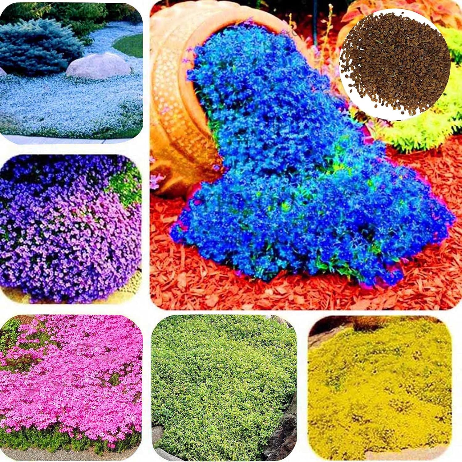 500 Pièces Graines De Cresson De Roche Vivace Couvre-sol Tapis Graines De Fleurs Graines De Plantes à Feuilles Persistantes Pour Jardin Pelouse Parc Décor Bleu – Image 3