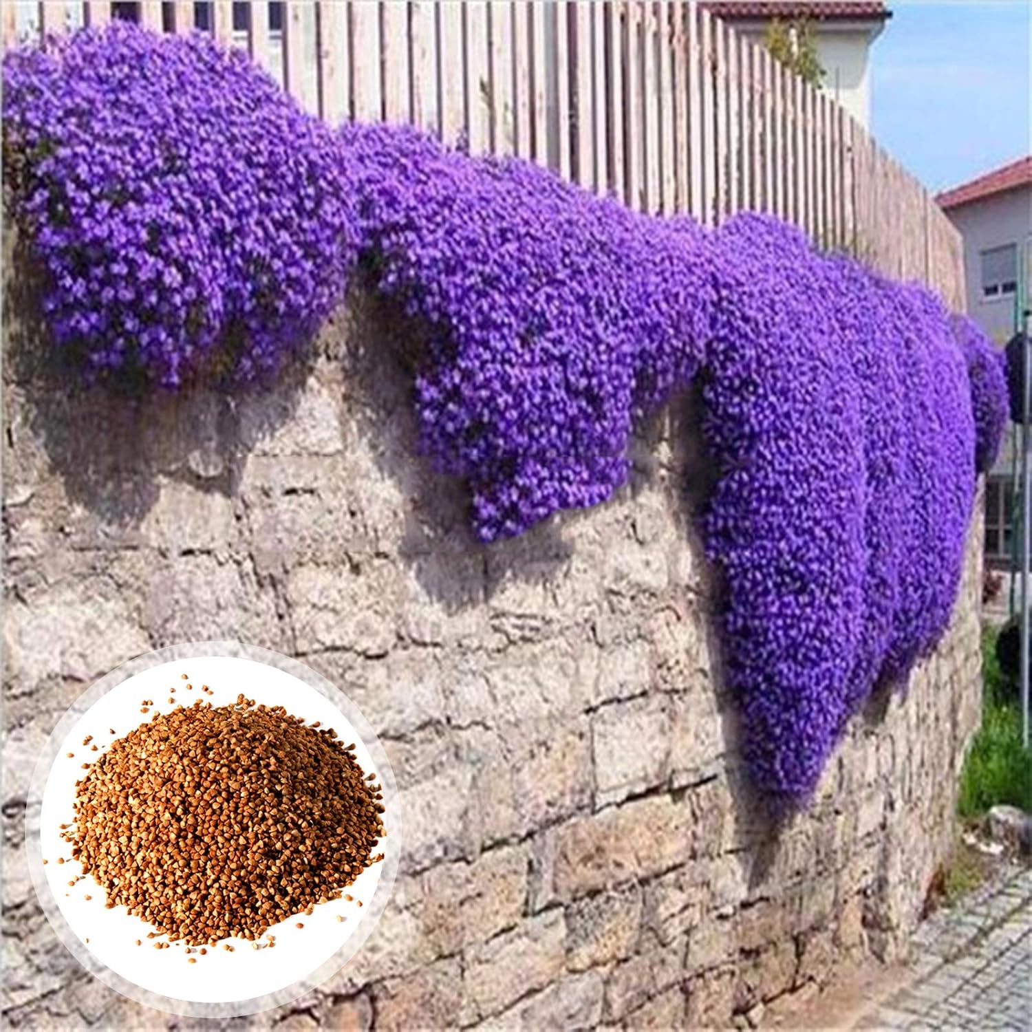 1 Sac De Graines De Cresson Violet, Résistantes Au Froid Faciles à Planter, Graines D'herbes Accrocheuses Pour Le Jardin/Extérieur Violet Graines d'Aubrieta – Image 2
