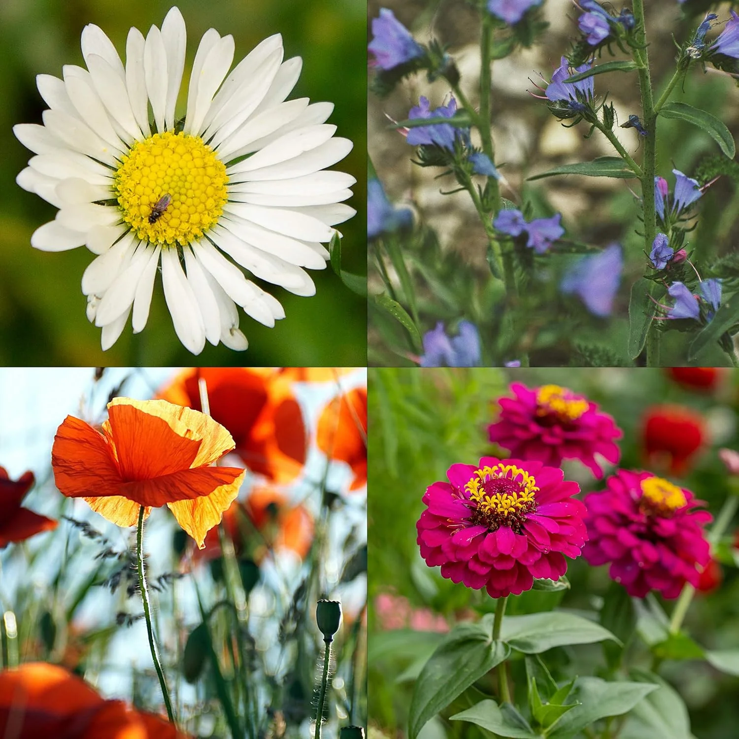 10 variétés de semences de fleurs et de fleurs comestibles – Image 4